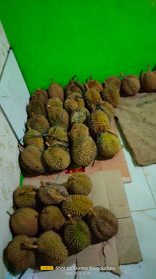 Masruri(Teras Durian Selanegara)