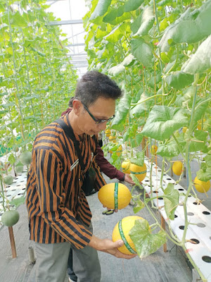 MELON HIDROPONIK ( NUSA AGRO NUSAJATI)