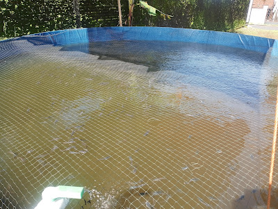 Mido Farm