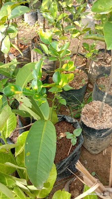 Mitra Tanduran Gumelar