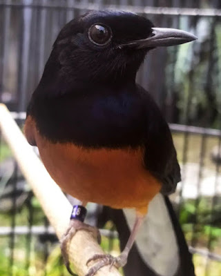 Murai Batu
