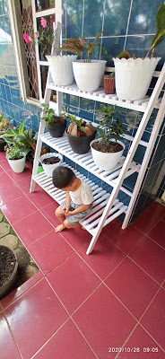 Nasin Kayu