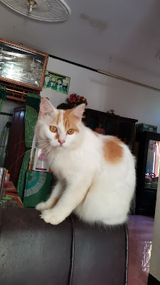 Natisha Cat Store