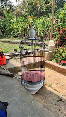 Nizy Canary
