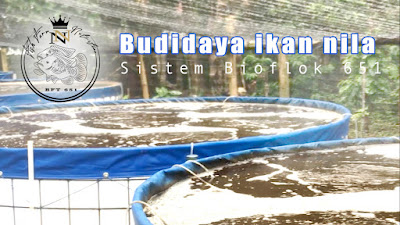 NN fish farm (Tilapia BFT system) 651