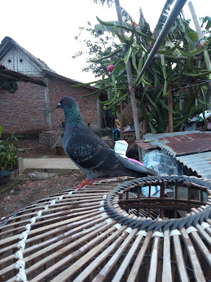 Nongkrong sini ngopi