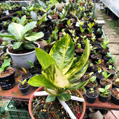 Nusantara Buah & Bibit Tanaman