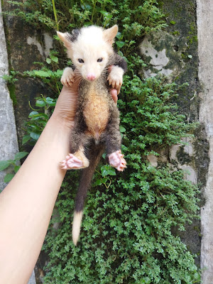 OM SELA Civet & Aquatic (Dicki)