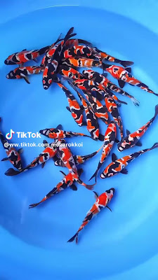 omah koi banjarnegara