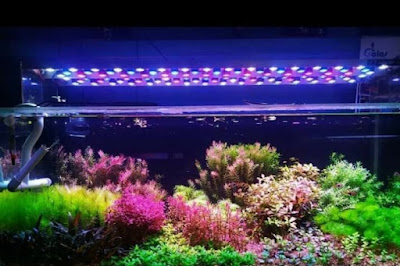 Pangandaran Aquascape