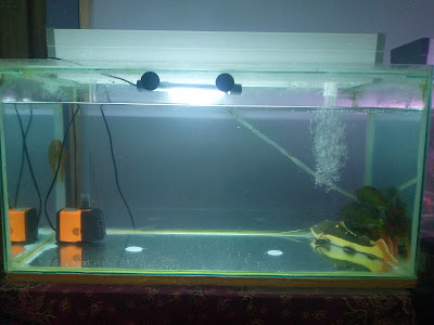 Panggalih Fish Store
