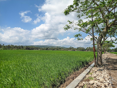 Panorama Bulak Cintajaya