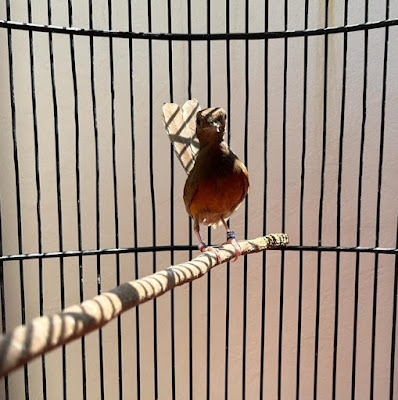 Pansela Bird Farm