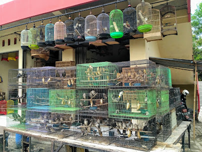 Pasar Burung Peksi Bacingah