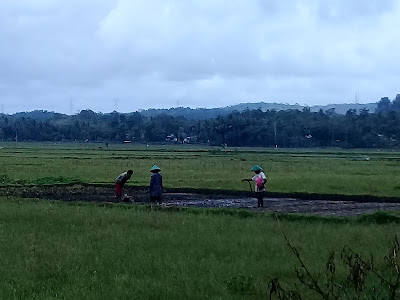 Pecel Nini Cendek
