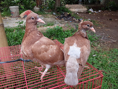 PECINTA MERPATI