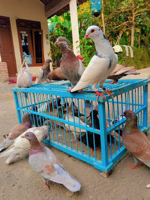 Pedot Bf (Peternak Merpati Tinggi)