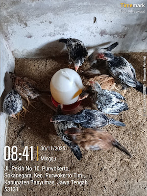 Pekih Farm