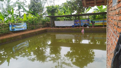 Pemacingan lele dan bawal