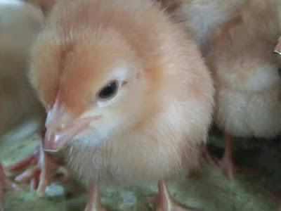 Penjualan doc ayam petelor Haris farm