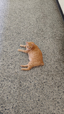 Persinggahan Kucing Oren