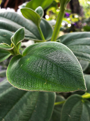 PETANI MUSIMAN