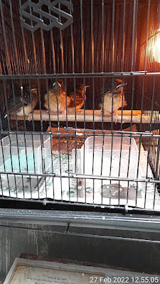 Peternak burung murai ben samurai