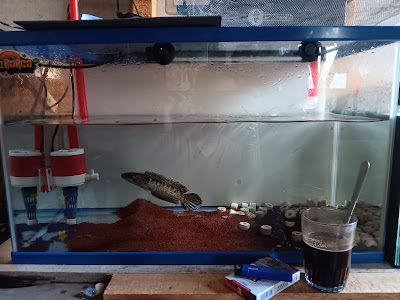 Peternak/grosir ikan cupang hias dan budidaya kutu air