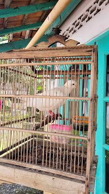 Pijat Urut Pak Diyarto
