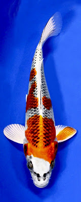 Pimas koi