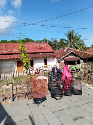 Prapatan ciporos hilir