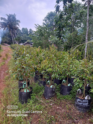 Pupus balap 86