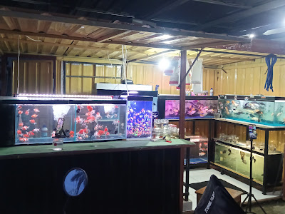 PUSAT IKAN HIAS JERUKLEGI