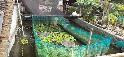 Pusat Sidat dan Ikan Segar BARON PRIJATNO ELFER