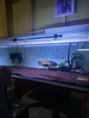 Putra21 fish