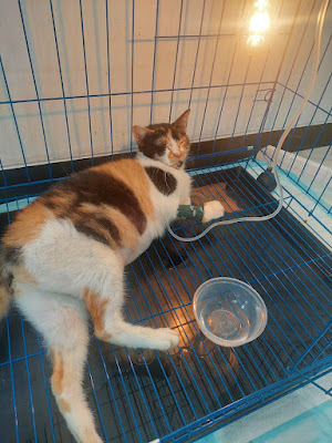 Queen Vet & Pet Shop (Dokter Hewan Purwokerto dan Banyumas, Klinik Hewan Purwokerto, Pet Shop Purwokerto)