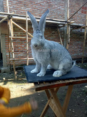 RABBIT BOY ( Omah Rabbitry Kaila )