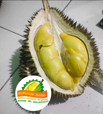 Rafassya durian