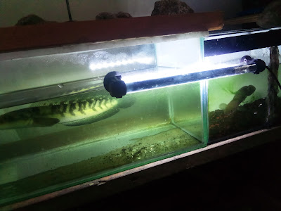RILZ_Aquatic Fish