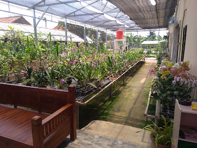 Rio Orchid