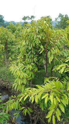 RIPIN BIBIT DURIAN
