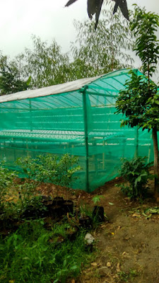 Rizky hydrofarm kebumen