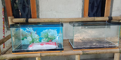 RozaQ aquarium dan ikan hias