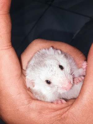 Rp Hamster