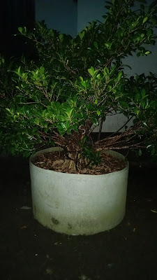 Rumah bonsai