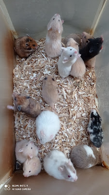 Rumah hamster kedung malang