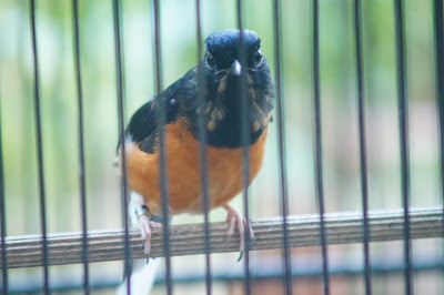 Ryc birdfarm