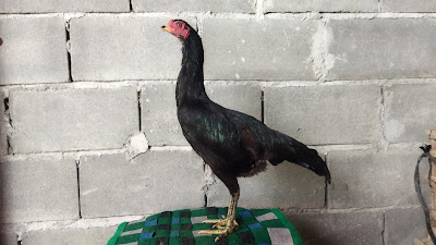 Salim Ayam Kampung