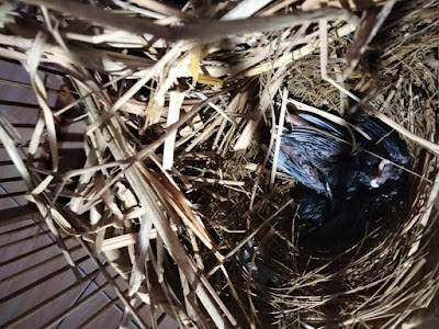 Samyok Bird Farm