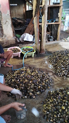 Sari laut Nusa kambangan